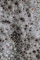 Lecanora campestris