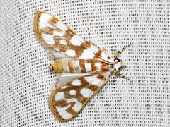 Obtusipalpis pardalis