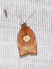 Epichoristodes dorsiplagana