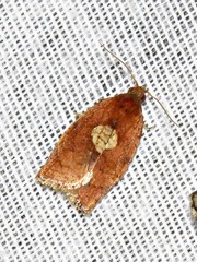 Epichoristodes dorsiplagana
