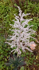 Echium italicum