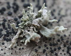 Ramalina fastigiata