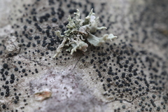Ramalina fastigiata