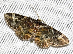 Melanthia ustiplaga
