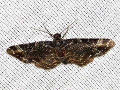 Melanthia ustiplaga