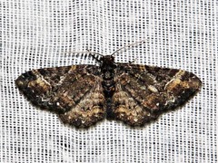 Melanthia ustiplaga