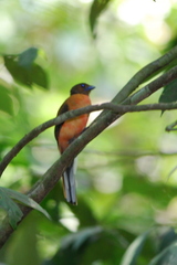 Harpactes duvaucelii