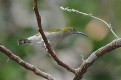 Arachnothera modesta