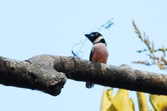 Eurylaimus ochromalus