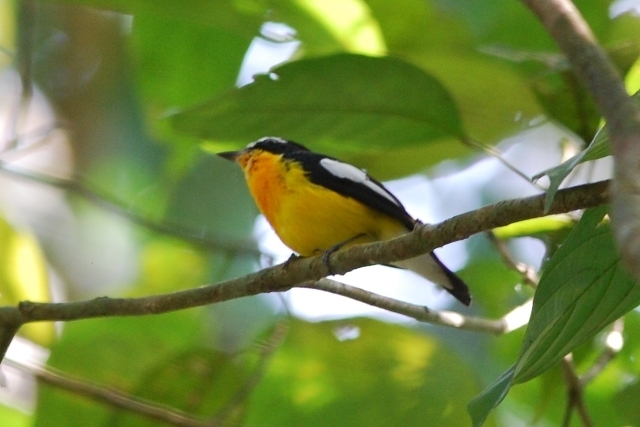 Yellow-rumped Flycatcher (Birds of Singapore) · iNaturalist