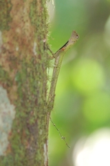 Draco melanopogon