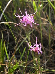 Liatris bracteata