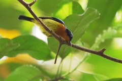 Chalcoparia singalensis