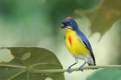 Crimson-Breasted Flowerpecker photo 2