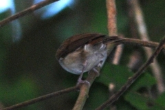 Alcippe brunneicauda