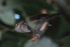 Alcippe brunneicauda