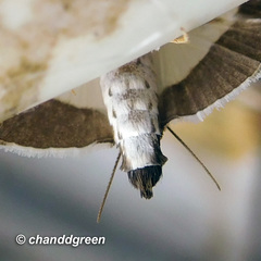 Glyphodes bicolor