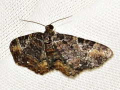 Melanthia ustiplaga