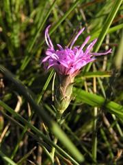 Liatris bracteata