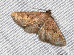 Cerynea thermesialis