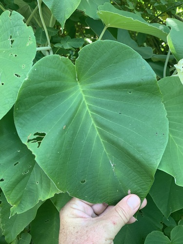 Argyreia nervosa