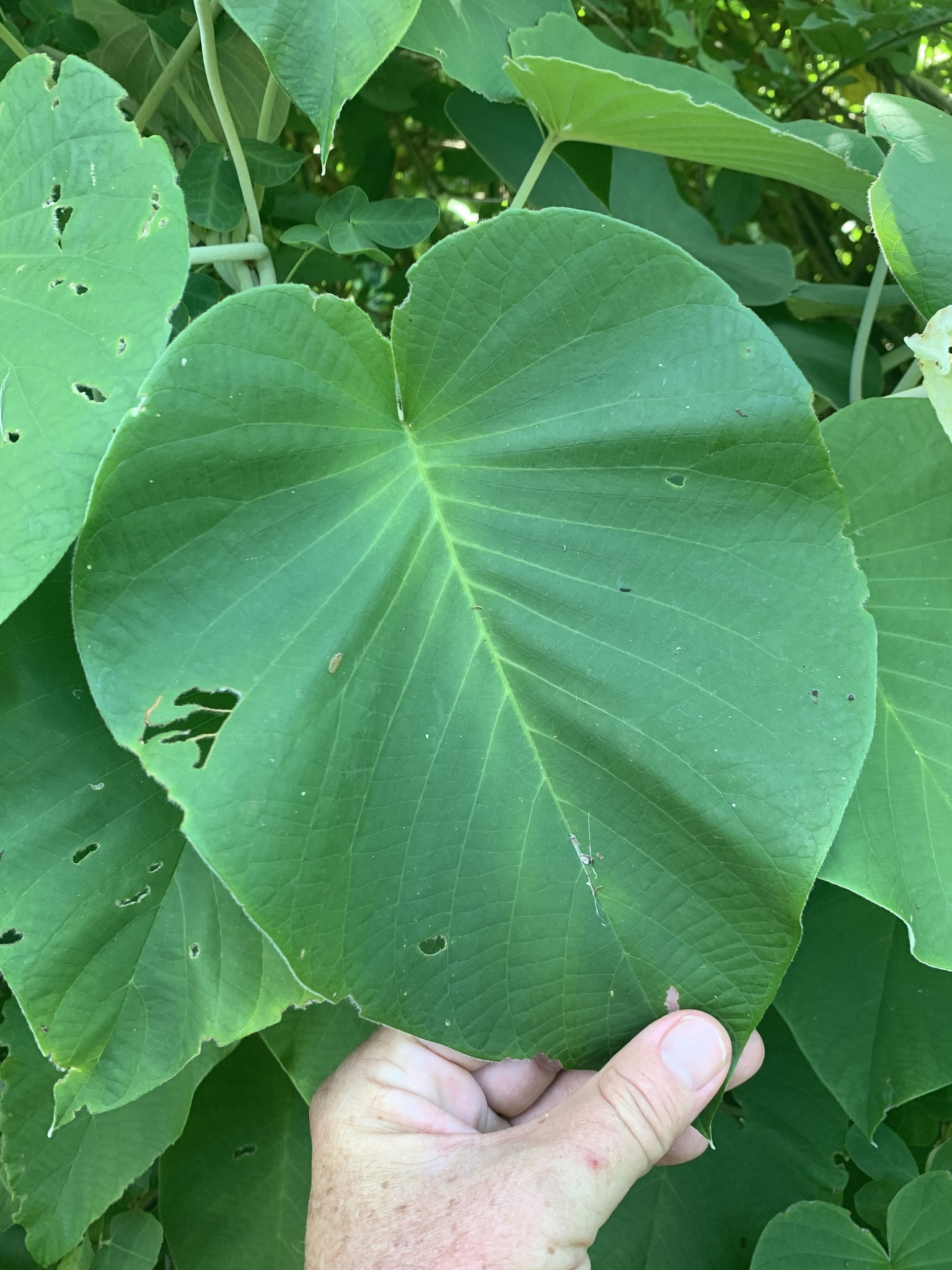 Pansaar - Elephant Creeper سمندر سوگھ Samandar Shokh (Hawaiian Baby  Woodrose) is a plant from the Convolvulaceae family it also knows as  Elephant Creeper, silky elephant glory, woolly morning glory. It is