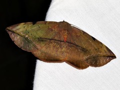 Hypopyra capensis