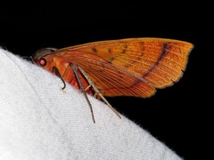 Hypopyra capensis