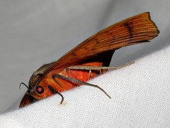 Hypopyra capensis