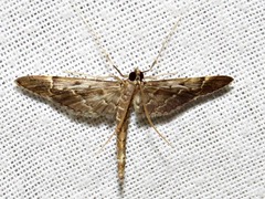 Duponchelia lanceolalis