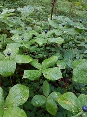 Herb Paris - Photo (c) balmierpluto, some rights reserved (CC BY-NC), uploaded by balmierpluto