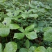 Herb Paris - Photo (c) balmierpluto, some rights reserved (CC BY-NC), uploaded by balmierpluto