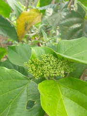 Premna