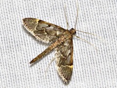 Duponchelia lanceolalis