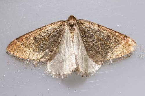 Theria primaria