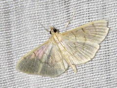 Poliobotys ablactalis