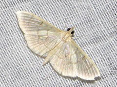 Poliobotys ablactalis