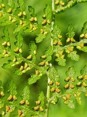 Hypolepis sparsisora