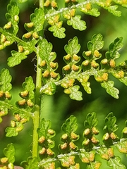 Hypolepis sparsisora