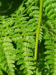 Hypolepis sparsisora