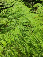 Hypolepis sparsisora