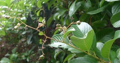 Tetracera