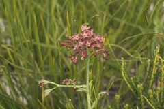 Codonorhiza micrantha