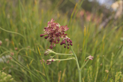 Codonorhiza micrantha