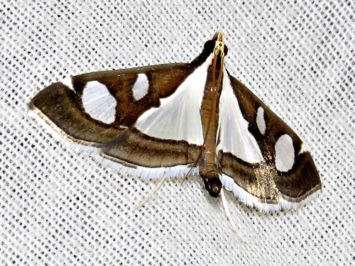 Diaphania perspicillalis
