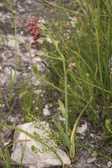 Codonorhiza micrantha