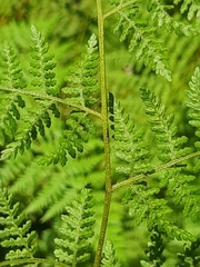 Hypolepis sparsisora