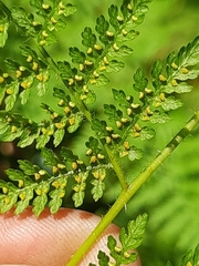 Hypolepis sparsisora