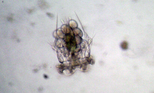Hexarthra mira
