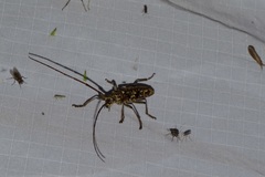 Monochamus marmorator